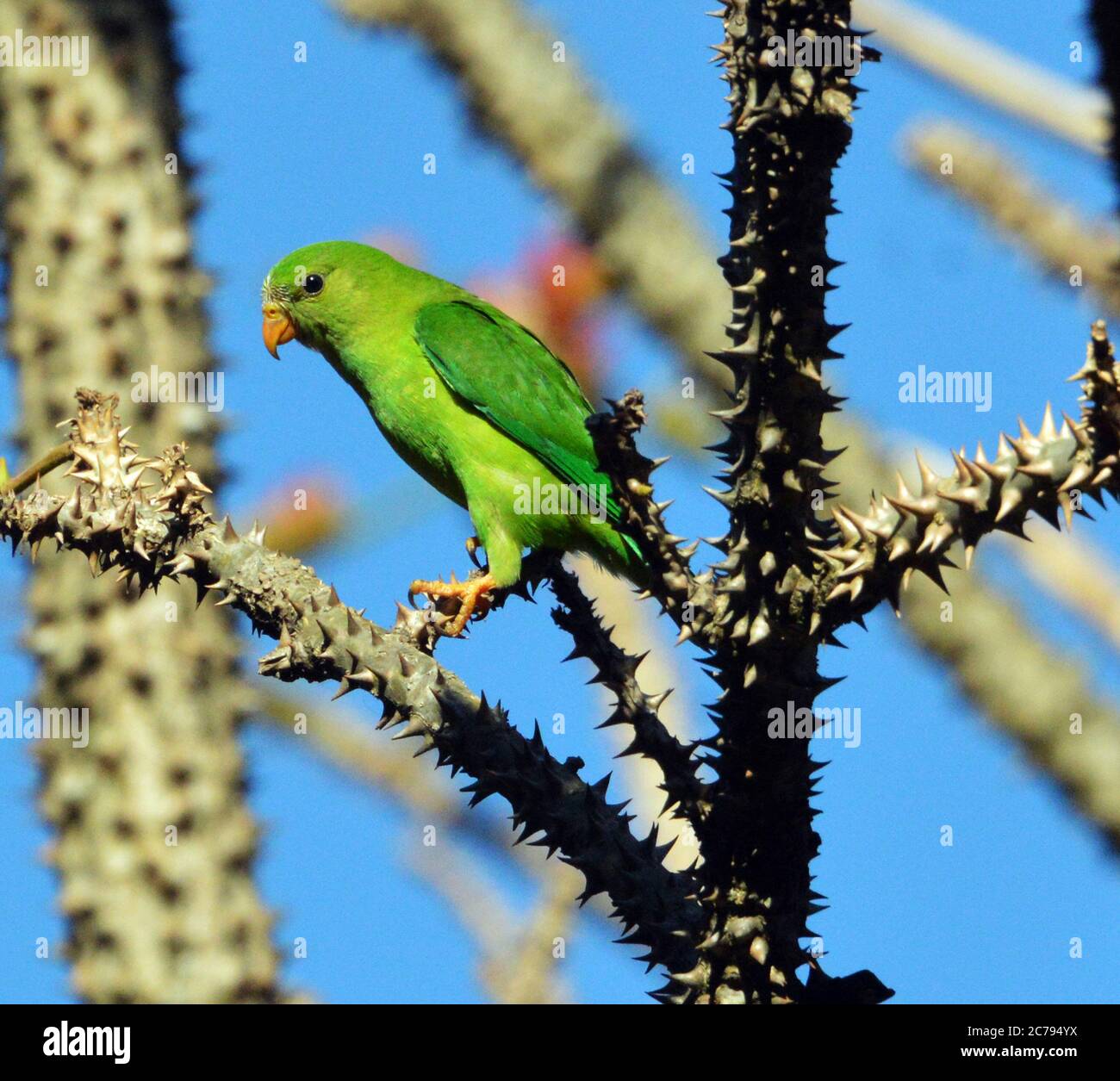 Pappagallo pappagallo o Lorikeet indiano Foto Stock