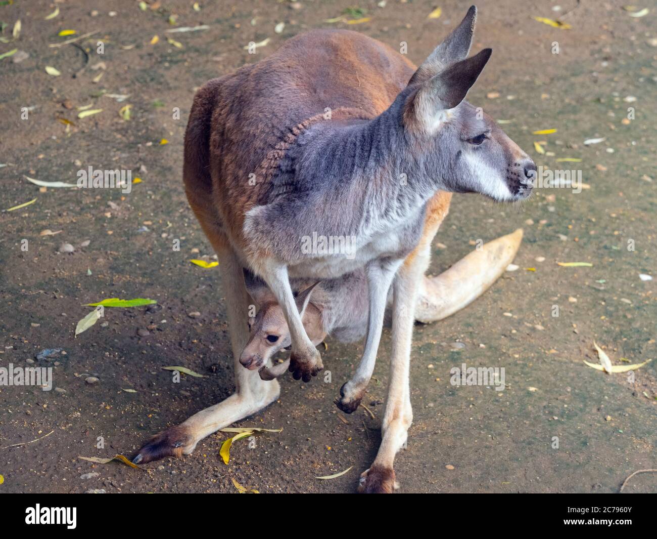 Macropus rufus canguro rosso con i giovani in custodia Foto Stock