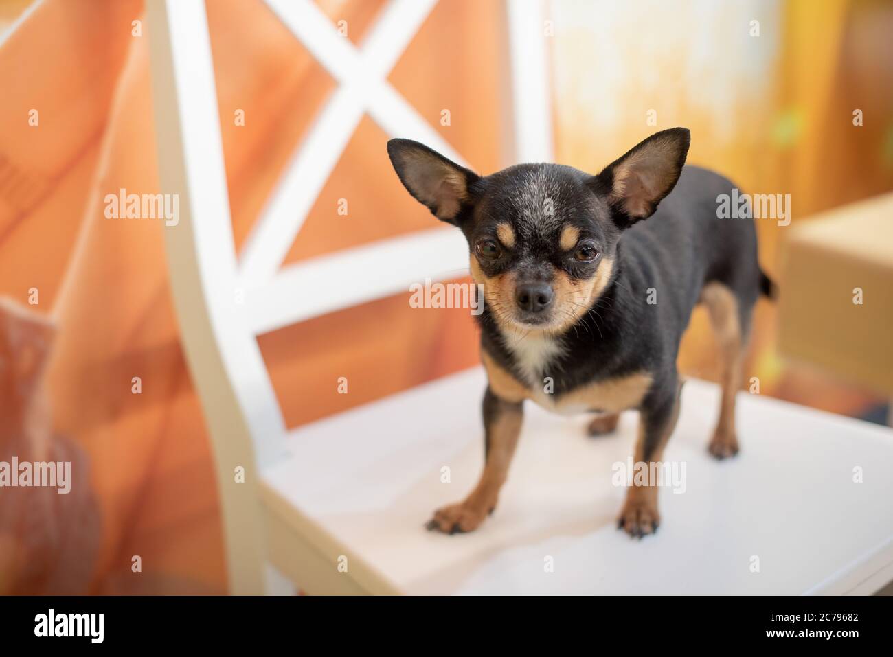 Bel cane chihuahua. Ritratto animale. Foto elegante. Chihuahua al chiuso. Cane nero con macchie marrone e bianco Foto Stock