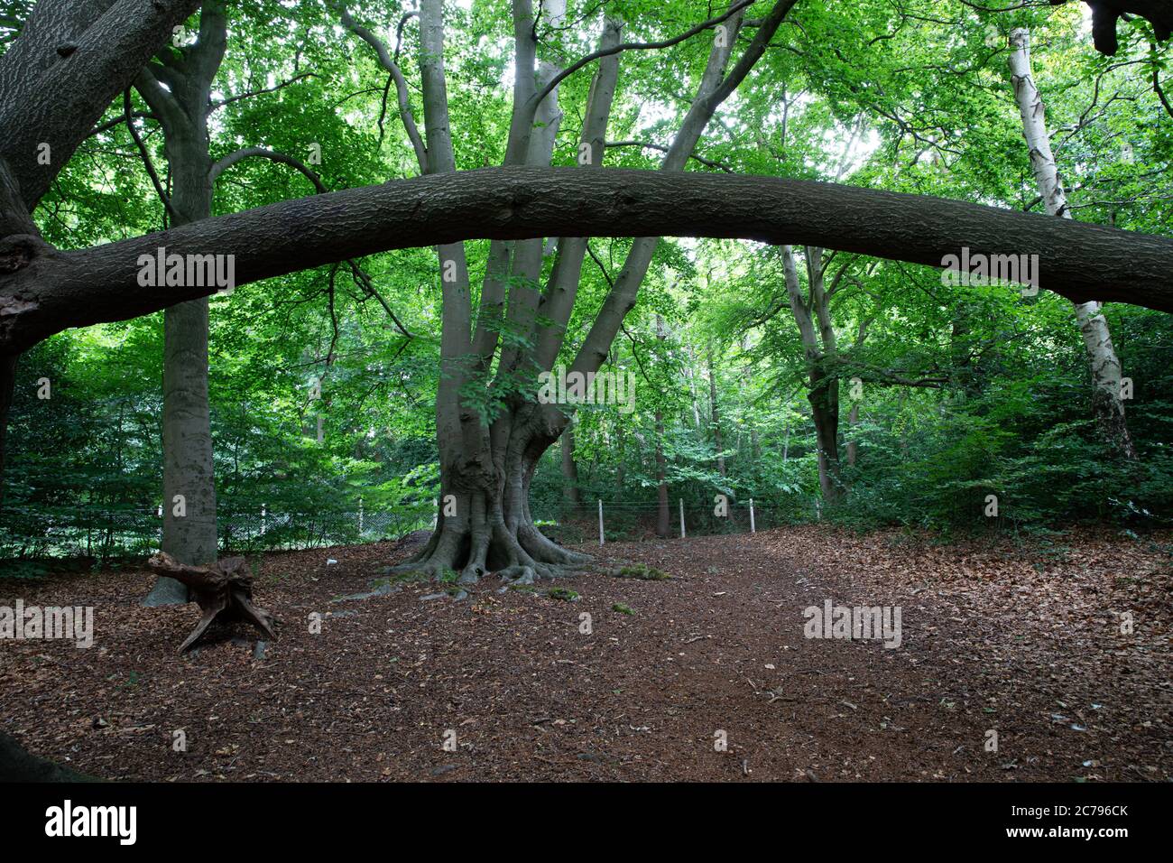 Insolito arco forma tronco albero in Keston Stagni, Kent con foglie morte sul terreno Foto Stock