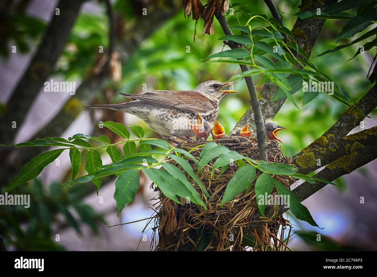 Uccello nel nido che alimenta i loro animali domestici. Primo piano. Foto Stock