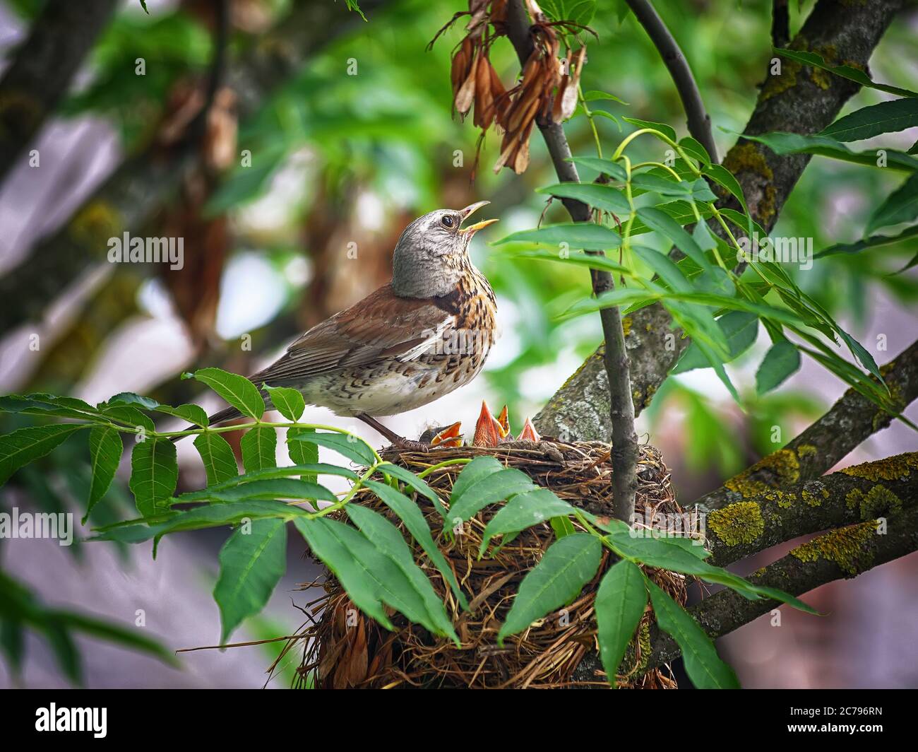 Uccello nel nido che alimenta i loro animali domestici. Primo piano. Foto Stock