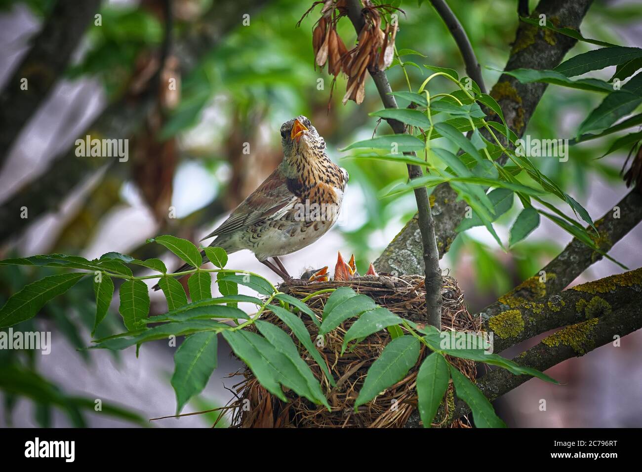 Uccello nel nido che alimenta i loro animali domestici. Primo piano. Foto Stock