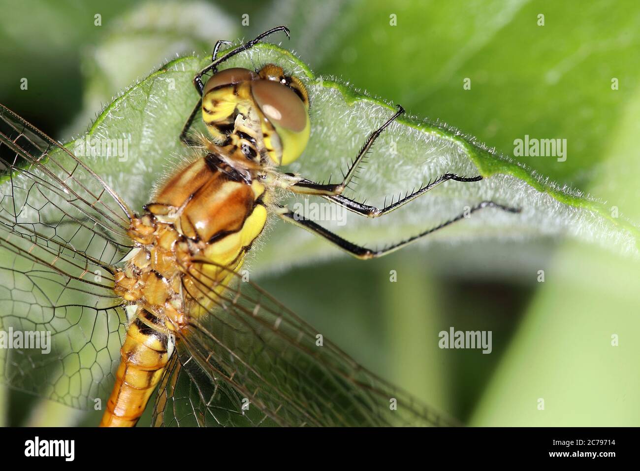 Particolare di dragonfly di darter alato giallo (Sympetrum flaveolum) Donna seduta su una foglia Baviera Germania Europa Foto Stock