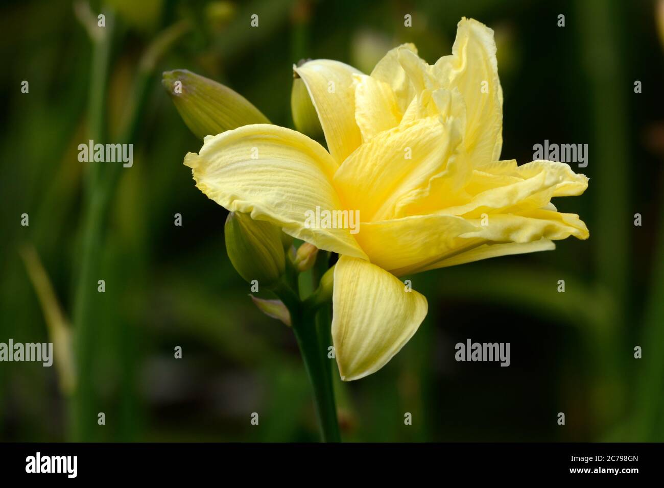 Fiore giallo a forma di imbuto di Hemerocallis Eenie Weenie Daylily Eenie Weenie Foto Stock
