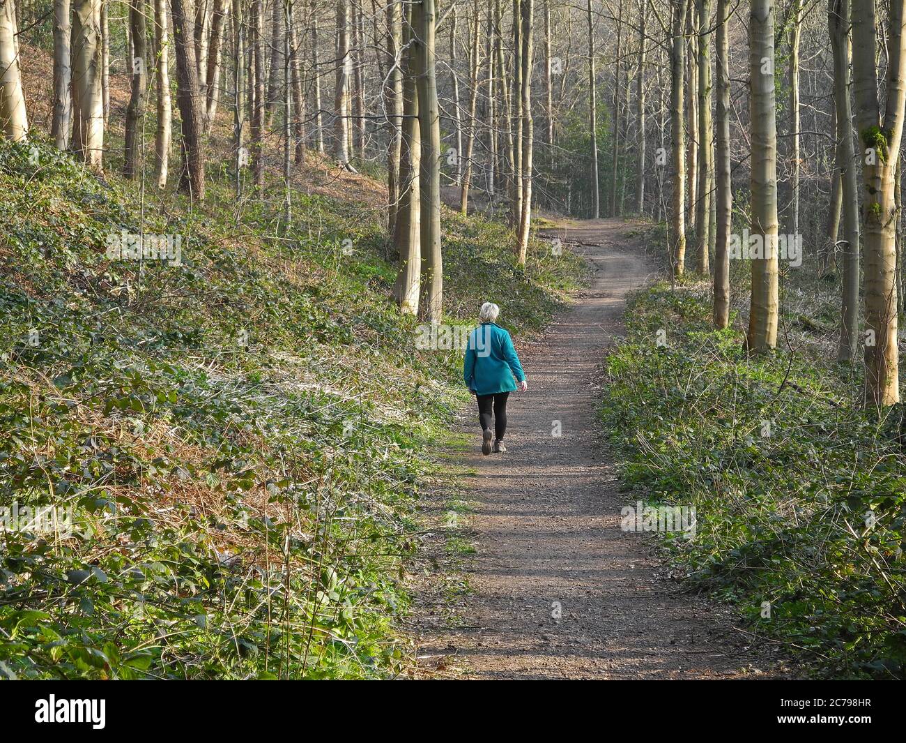 Figura di Lone facendo una passeggiata attraverso il bosco lungo un sentiero ben usurato durante la primavera iniziale Foto Stock