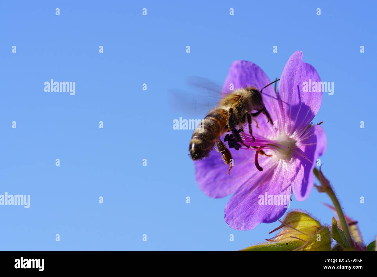 Honeybee raccoglie il polline di fiori selvaggi viola Foto Stock