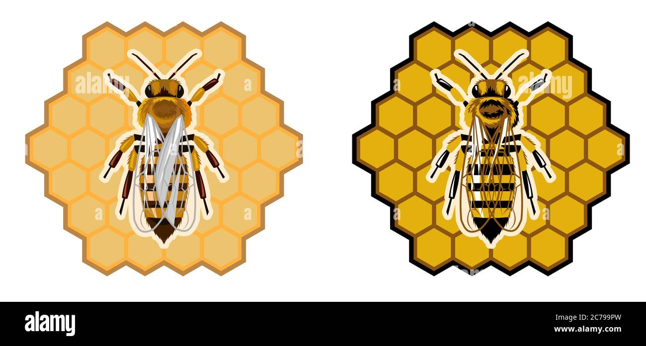 Logo di una società che vende prodotti di api: Miele, cera, veleno, propoli. Segno apiary, apicoltore. Ape realistica su un nido d'ape. Marchio, impresa Illustrazione Vettoriale