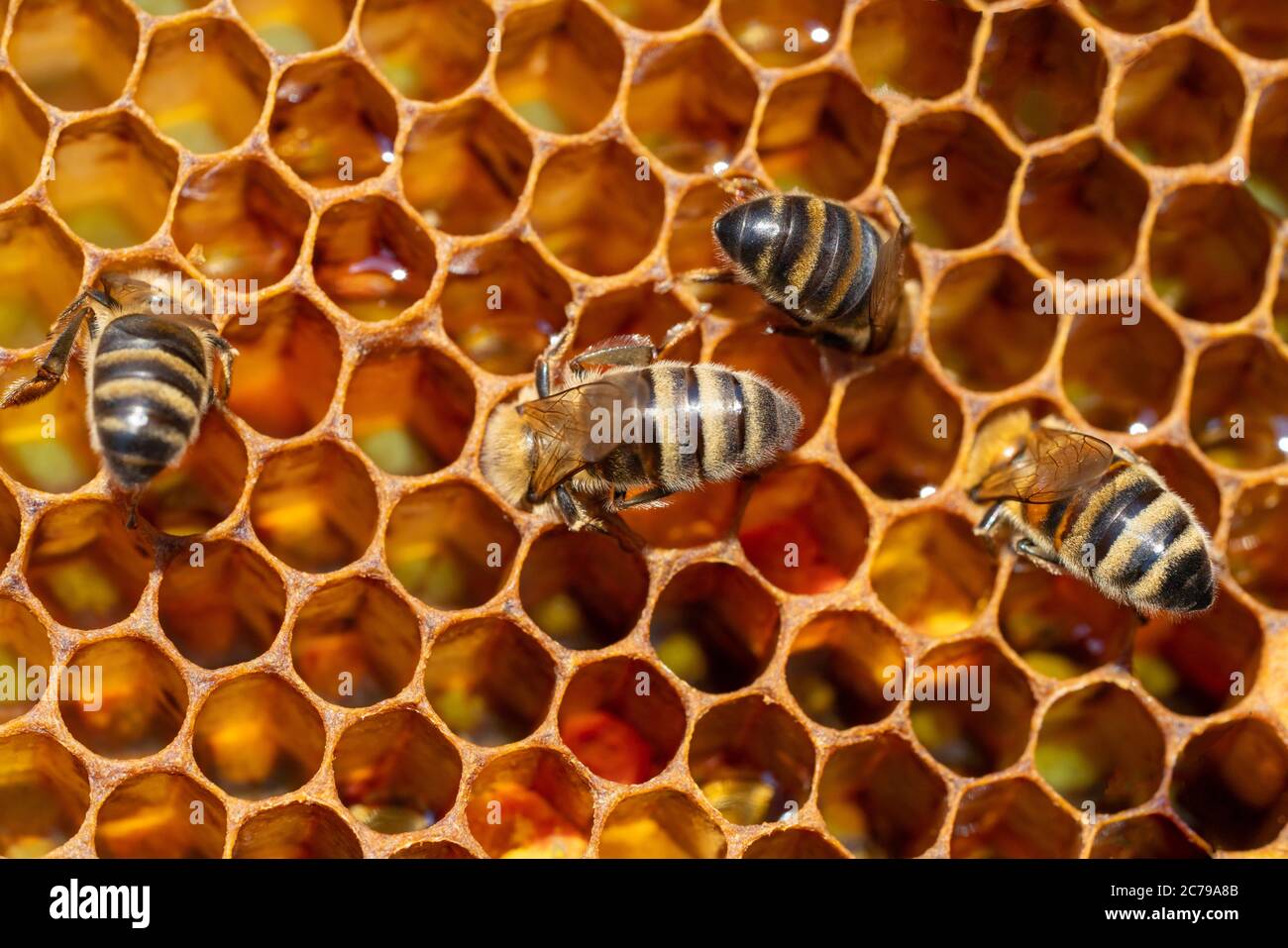 Primo piano delle api da lavoro sui nidi d'ape. Immagine dell'apicoltura e della produzione del miele Foto Stock