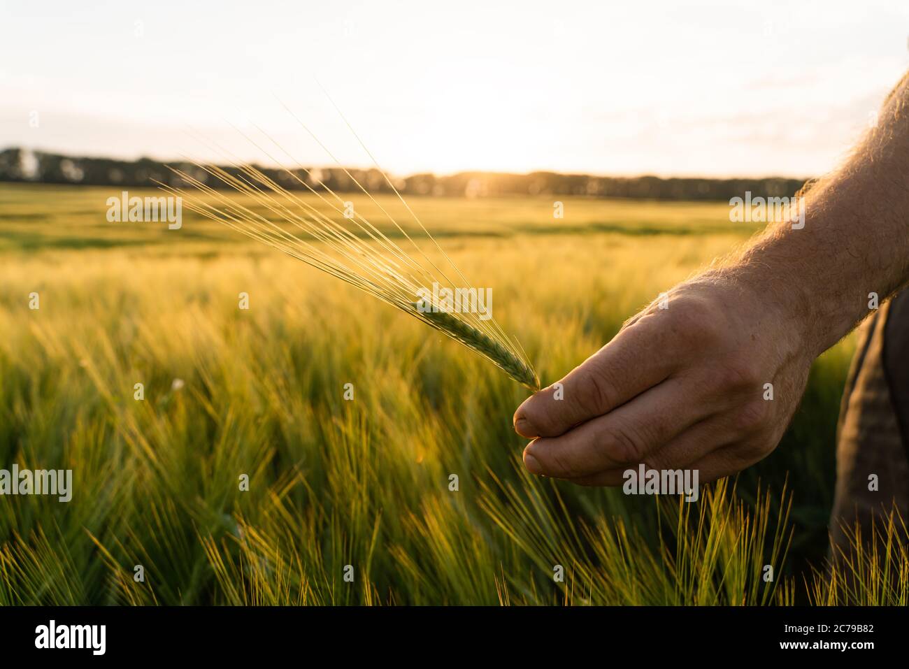 Orzo germogli in un coltivatore hand.Farmer che cammina attraverso campo che verifica orzo Crop Foto Stock