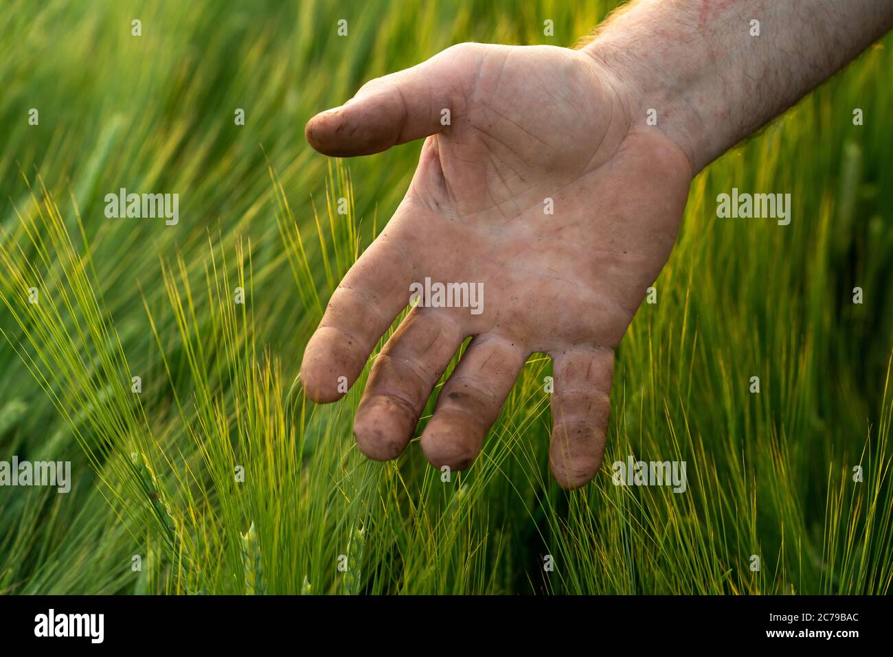 Orzo germogli in un coltivatore hand.Farmer che cammina attraverso campo che verifica orzo Crop Foto Stock