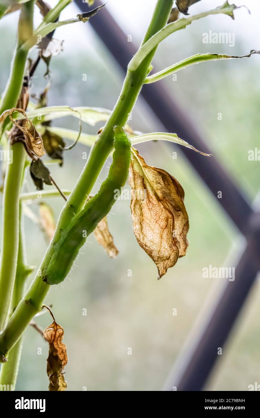 Un caterpillar Silver Y, Autographa gamma, che mangia una pianta di basilico su un davanzale. Foto Stock