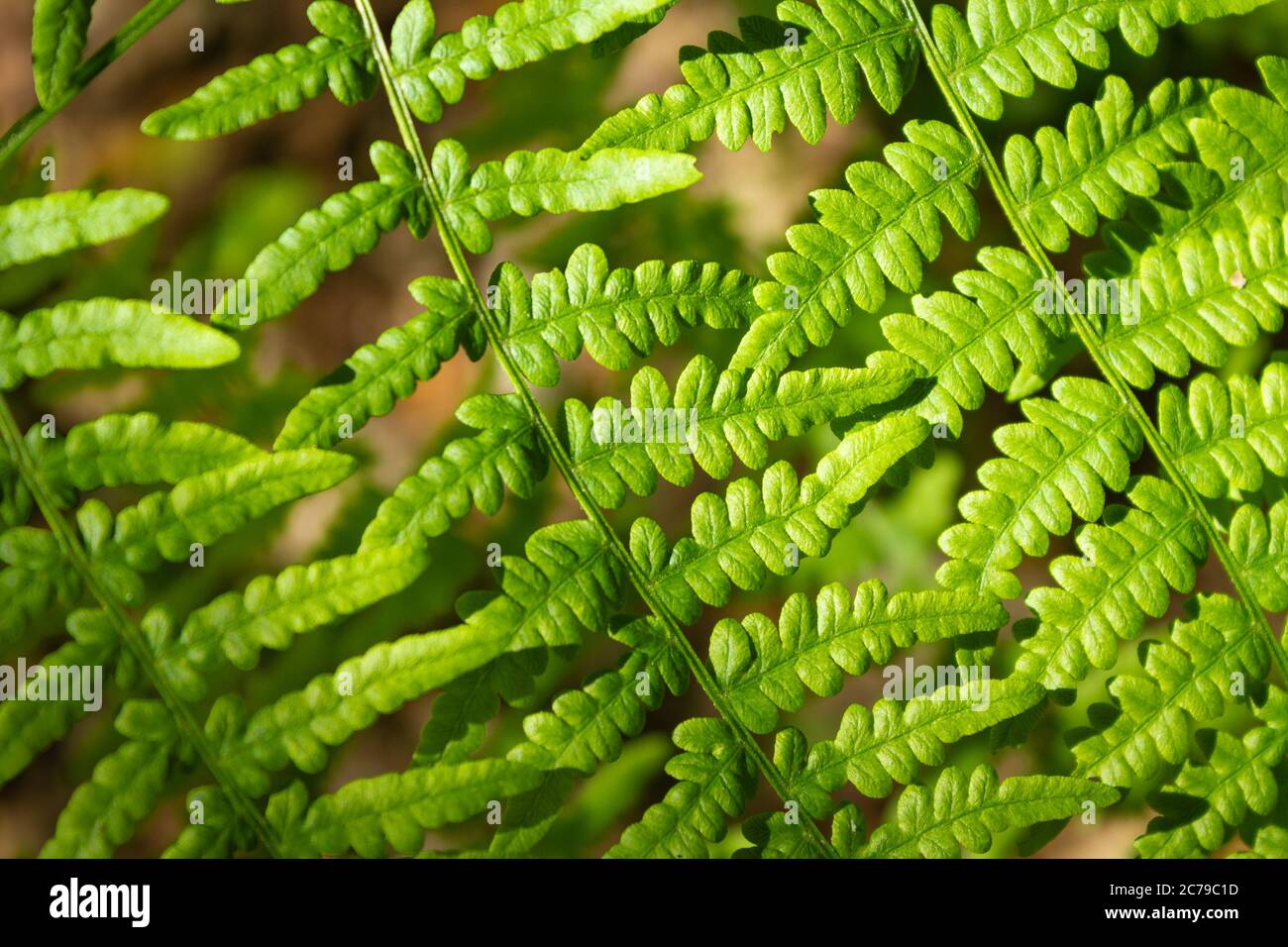 Polonia. Przemyskie Voivodato, intorno alla città di Radawa. Estate foresta vegetazione, feln. Foto Stock