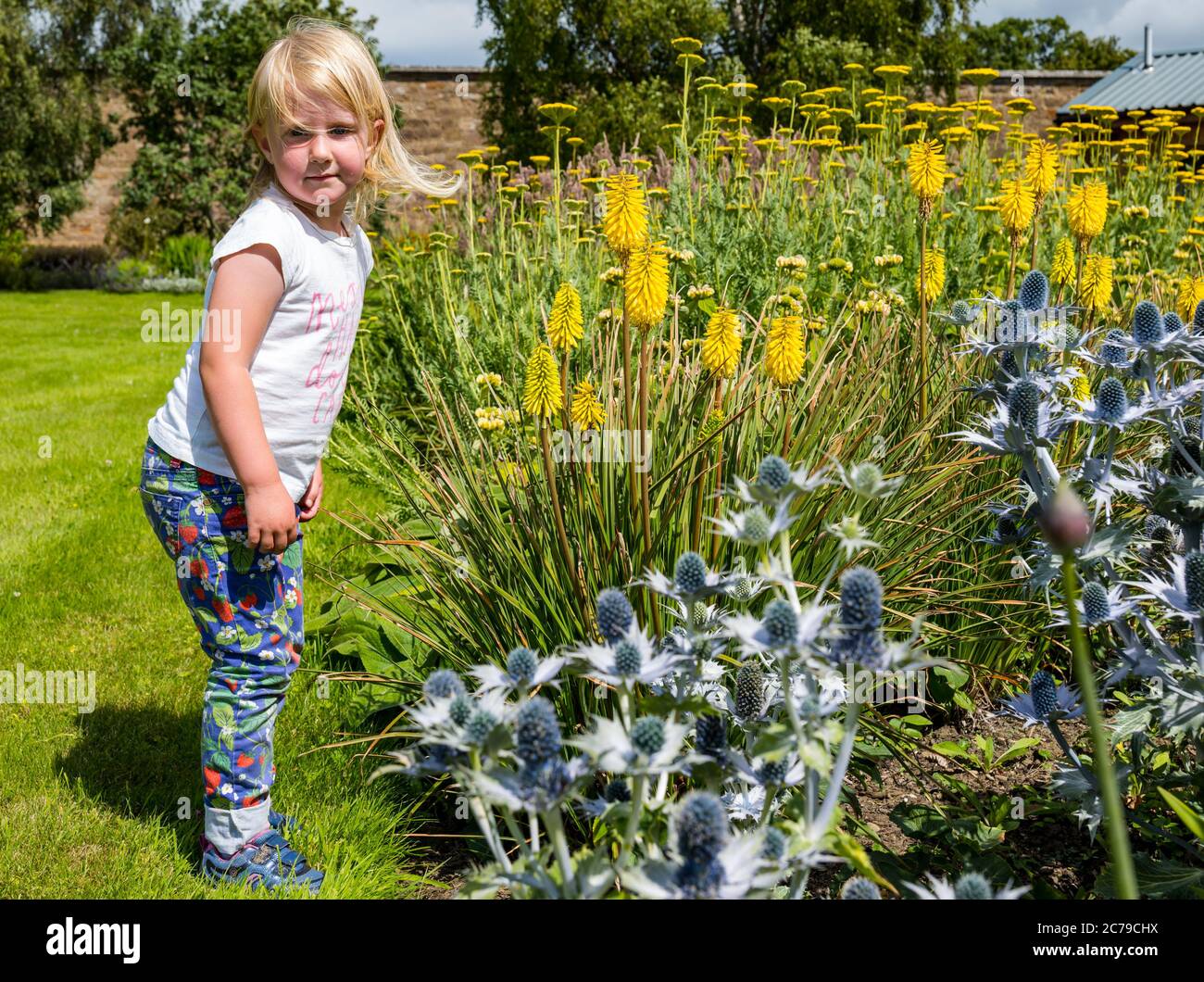 Haddington, East Lothian, Scozia, Regno Unito, 15th luglio 2020. Amisfield Walled Garden riapre: Giardino del 18th ° secolo, uno dei più grandi in Scozia. E 'ora aperto 3 giorni alla settimana con un sistema di prenotazione online dopo le restrizioni di blocco attenuati durante la pandemia di Covid-19. Joni, di 3 anni, gode dei fiori colorati, tra cui piante di poker rosso caldo o gigli di torce al limone (tritoma) e agrifoglio di mare (Eryngium) nel sole estivo Foto Stock