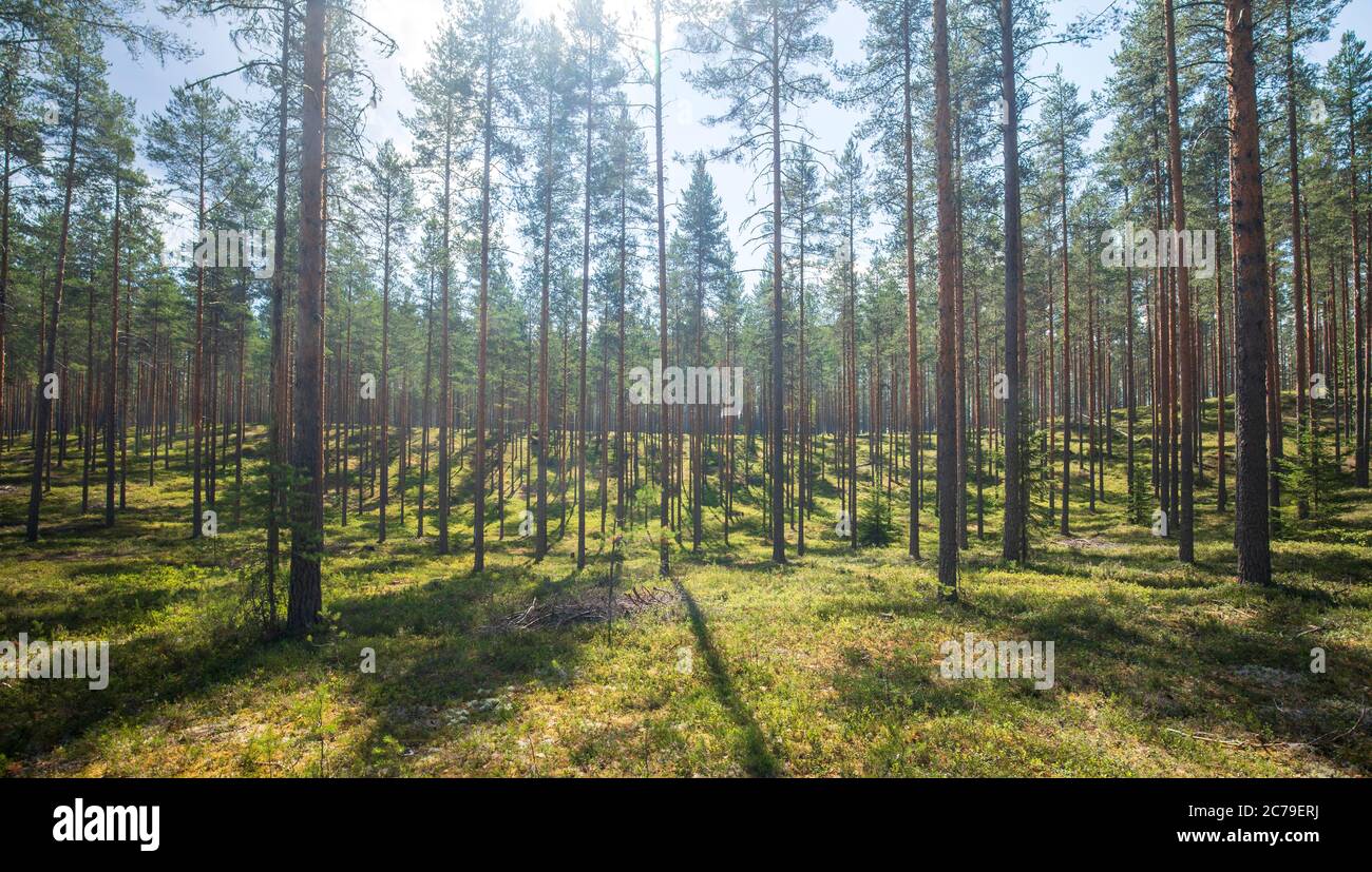 La foresta di pini europei assottigliata ( Pinus Sylvestris ) che cresce a esker glaciale in Estate, Finlandia Foto Stock