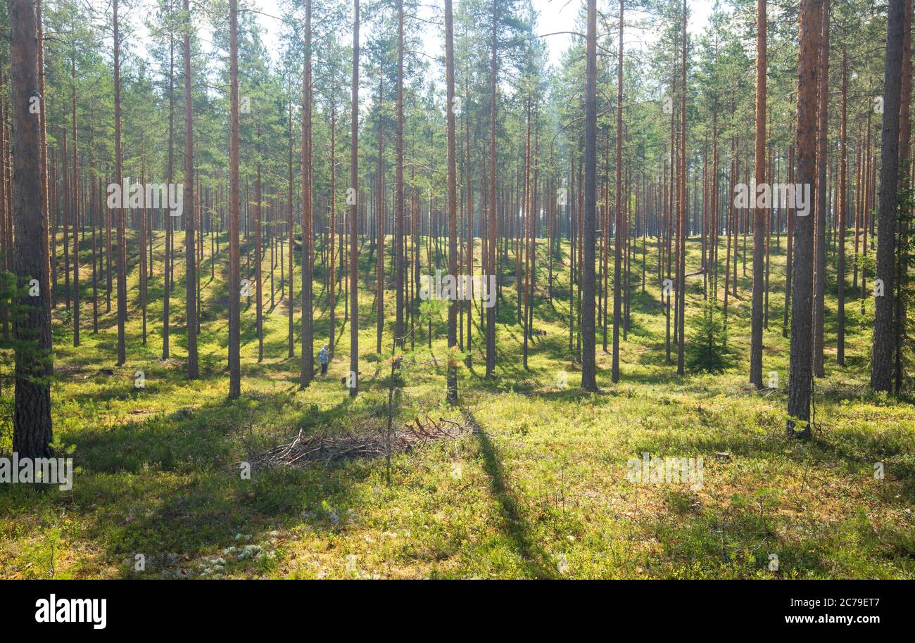 Pineta taiga ( Pinus Sylvestris ) che cresce a esker glaciale in estate e una donna anziana , Finlandia Foto Stock
