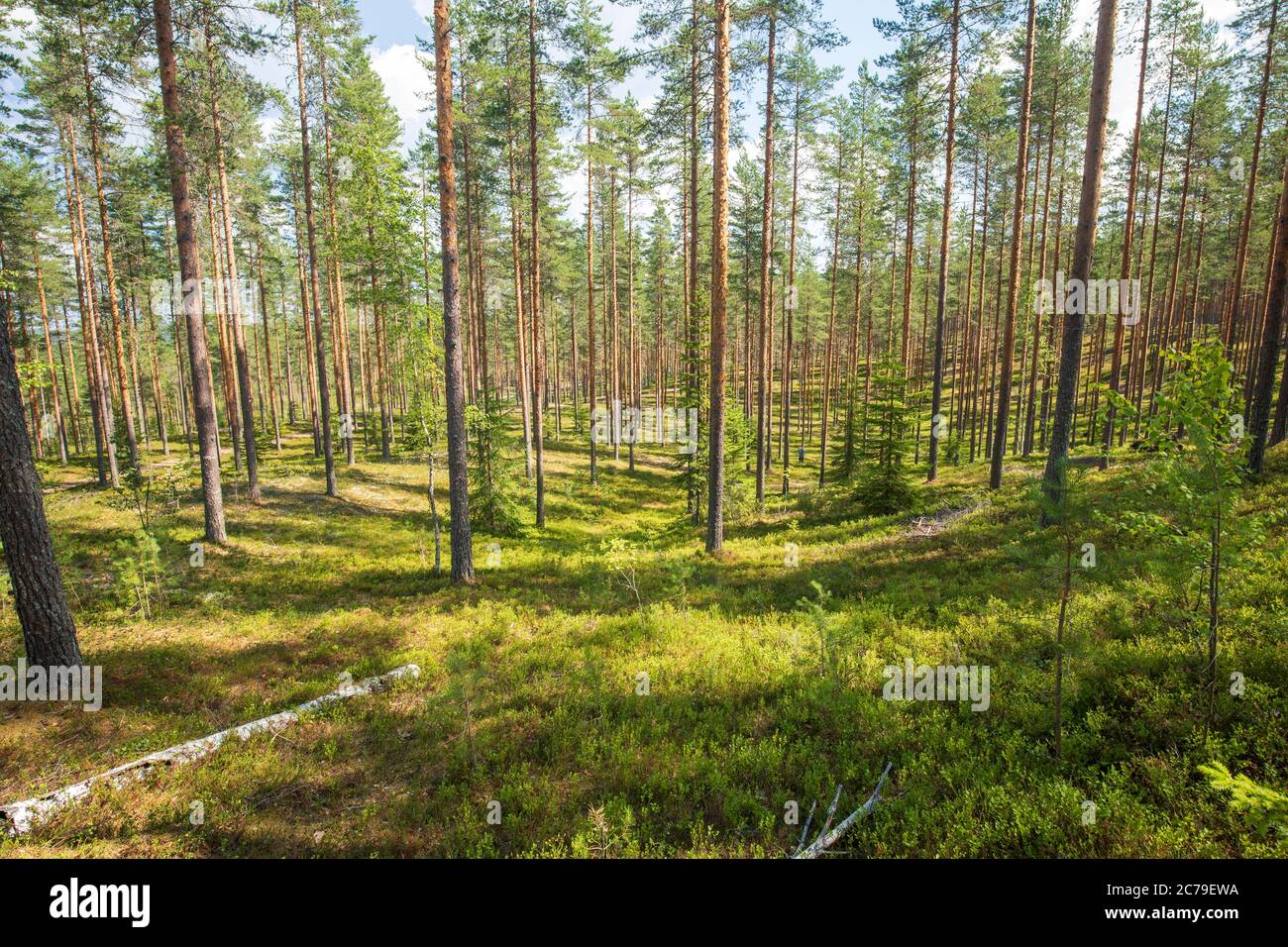 Pineta taiga ( Pinus Sylvestris ) che cresce a esker glaciale a Estate , Finlandia Foto Stock