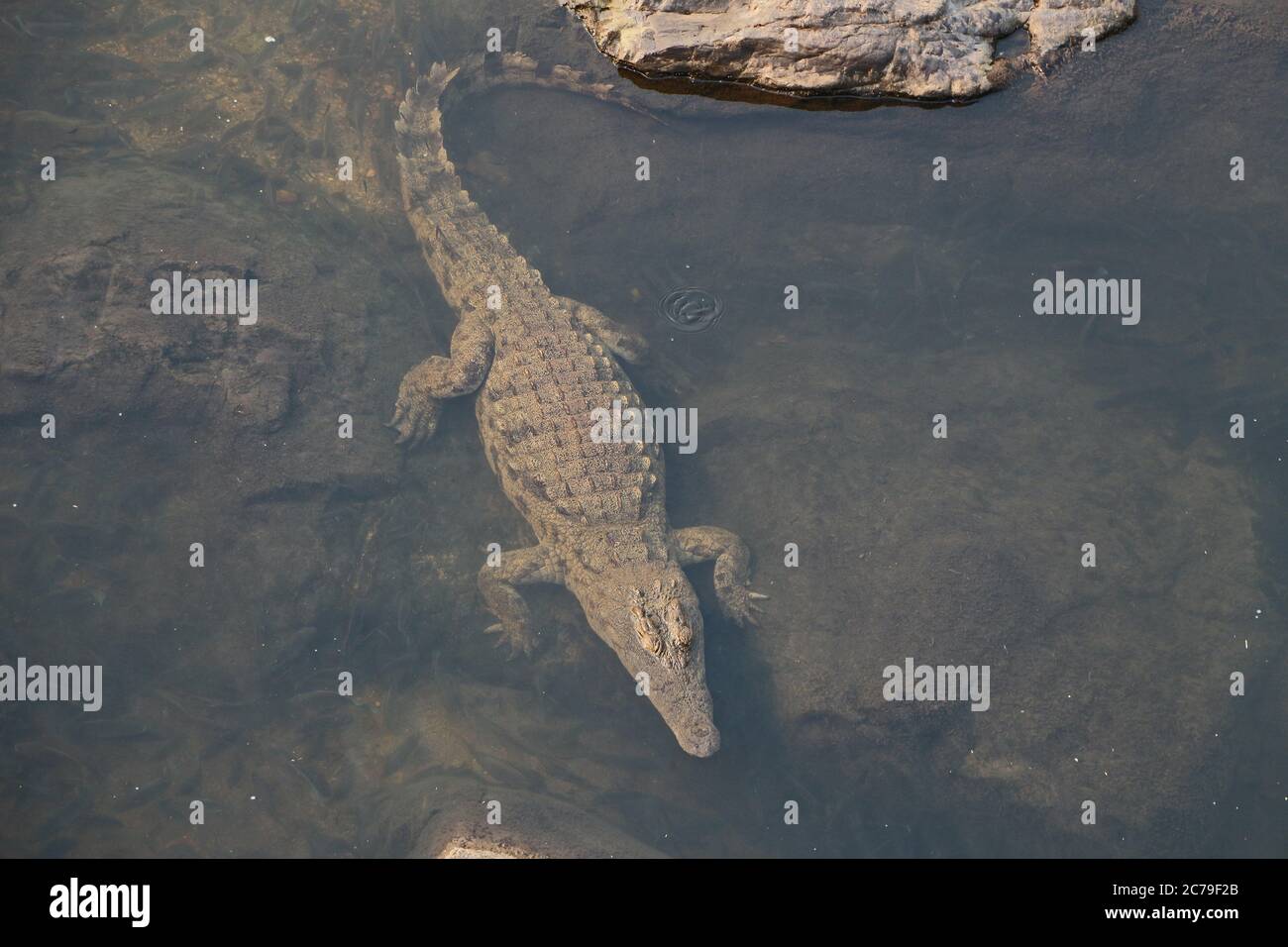 Coccodrillo nell'acqua nella fauna selvatica del Sud Africa Foto Stock