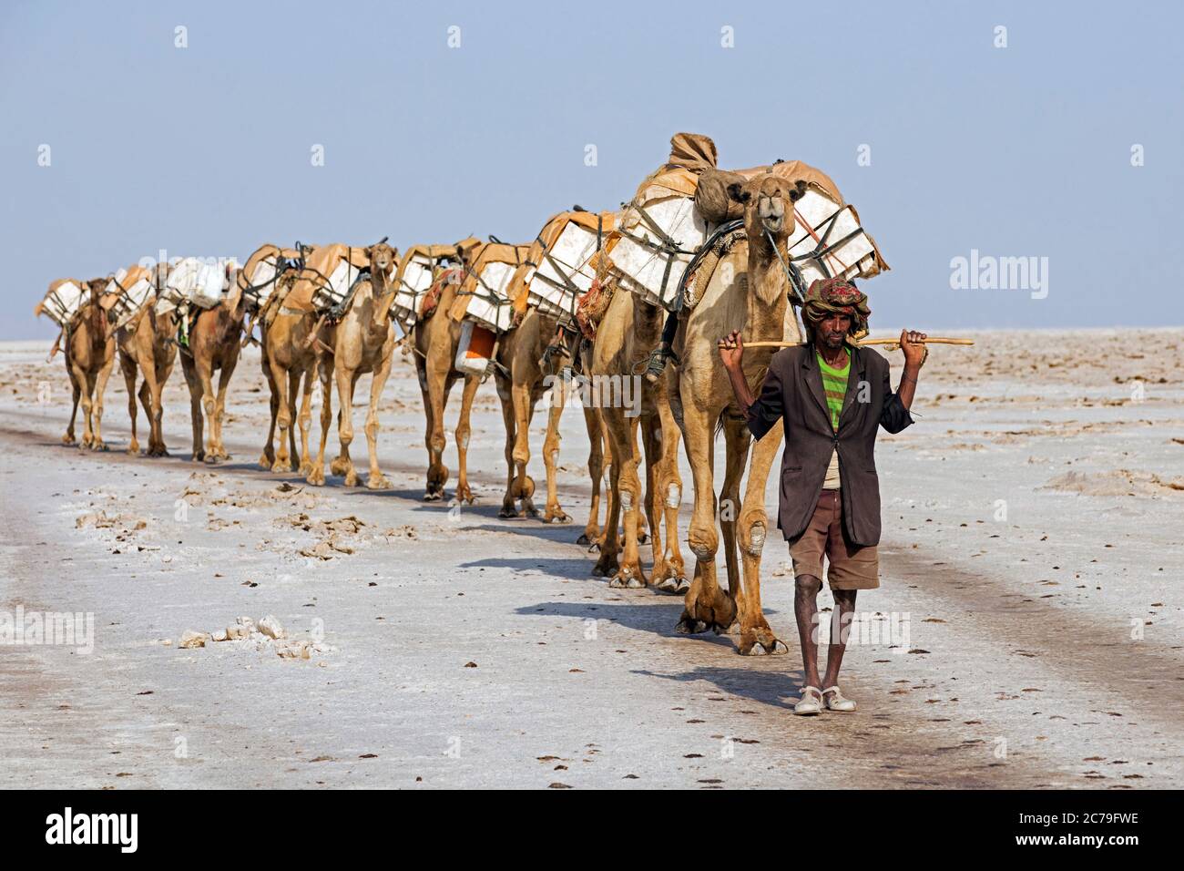 Cammelliere della tribù Afar / Danakil leader cammello treno / sale carovan con cammelli attraverso Danakil deserto, luogo più caldo sulla Terra, Etiopia, Africa Foto Stock