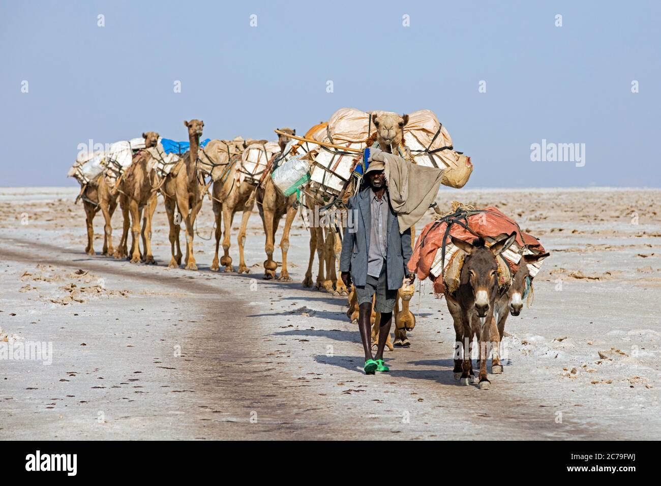 Cammelliere della tribù Afar / Danakil leader cammello treno / sale carovan con cammelli attraverso Danakil deserto, luogo più caldo sulla Terra, Etiopia, Africa Foto Stock