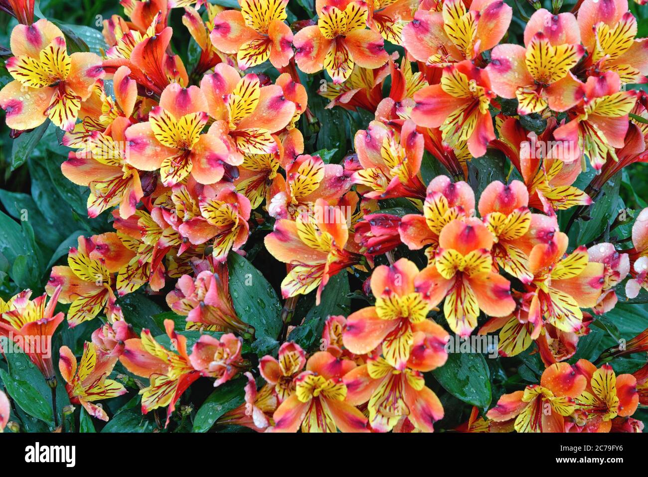 Primo piano di fiori di Alstroemeria, var Estate indiana in fiore Foto Stock
