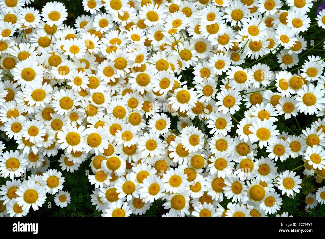 Primo piano dei fiori di Anthemis tinctoria, varietà Salsa Hollandaise Foto Stock