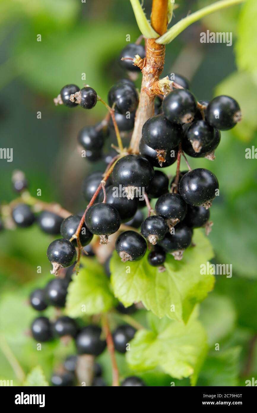 Ribes nigrum. I Blackcurrants maturi crescono in un giardino estivo inglese. REGNO UNITO. Foto Stock