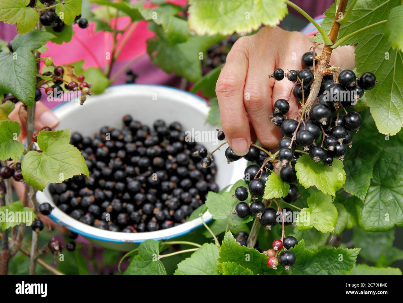 Ribes nigrum. Raccolta manuale di ribes nero maturo in un giardino estivo inglese. REGNO UNITO Foto Stock