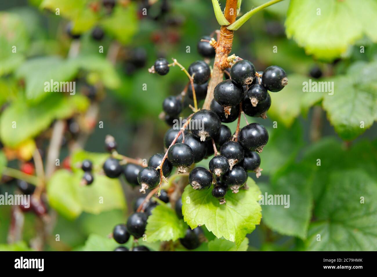 Ribes nigrum. I Blackcurrants maturi crescono in un giardino estivo inglese. REGNO UNITO. Foto Stock