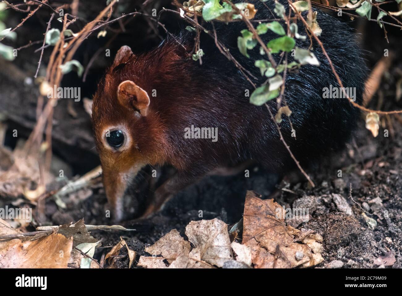 Shrew elefante nero e rufoso, (Rhynchocyon petersi) Foto Stock