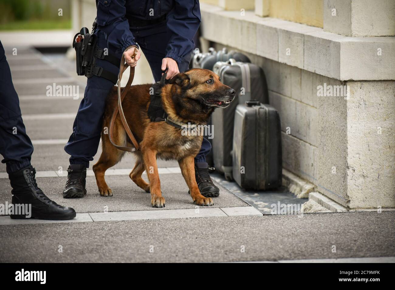 dimostrazione di cane poliziotto Foto Stock