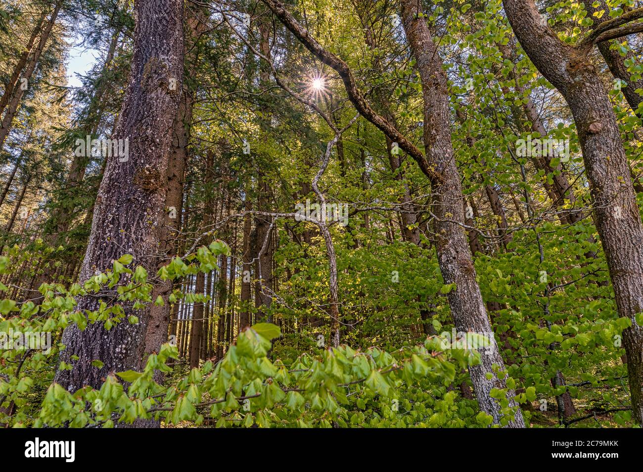 Vista in una foresta e il sole, puro momento della natura. Foto Stock