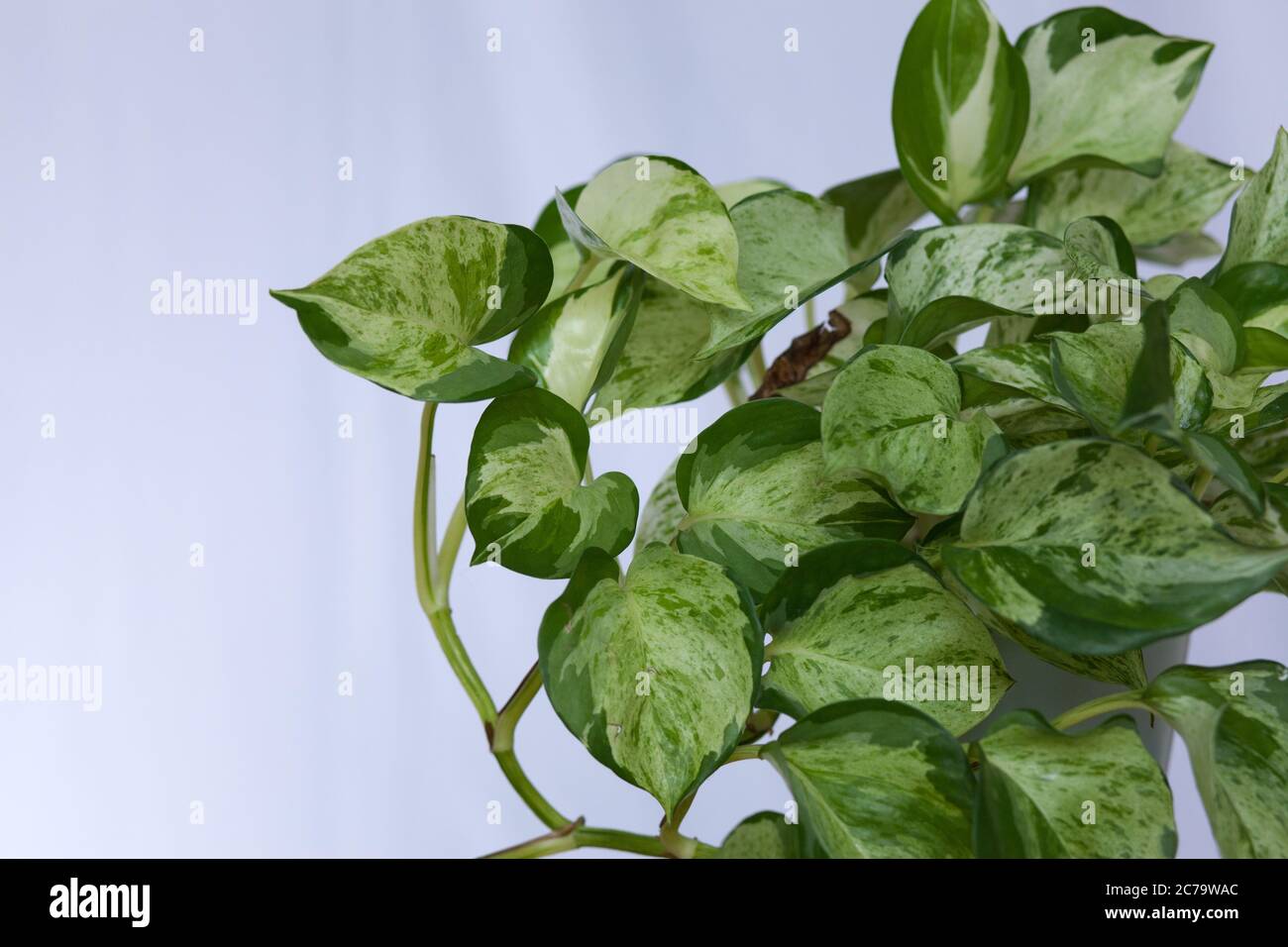 primo piano di una pianta di pothos variegata, spazio di copia Foto Stock