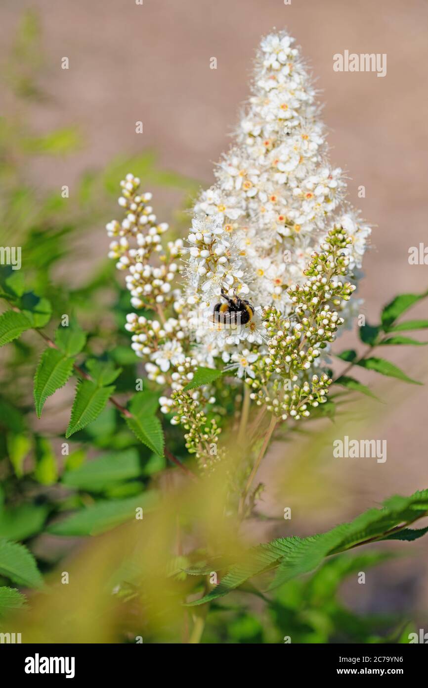 Prachtspiere in fiore, astilbe, in bianco Foto Stock