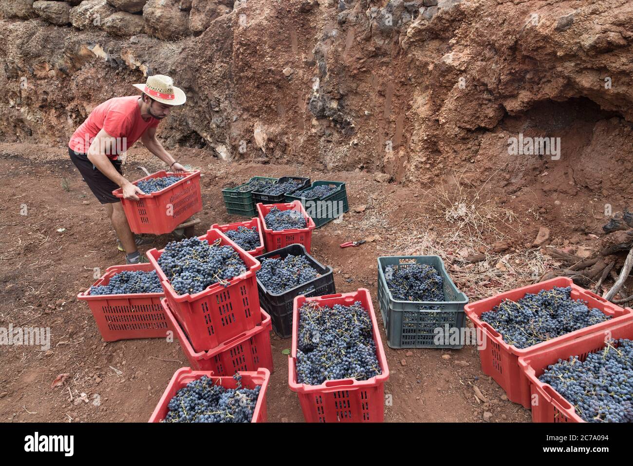 Raccolta di uve da caricare nel veicolo durante la vendemmia Foto Stock