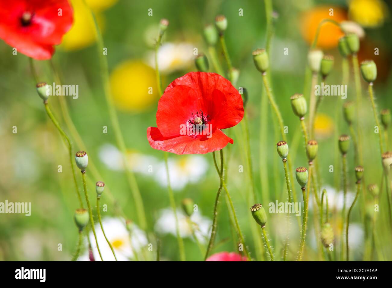 Vista su campo con fiori selvatici per il miglioramento del paesaggio agricolo. Blossoms multicolori e sfondo di boccioli di fiori sfocati. (Fuoco sul mais rosso Foto Stock