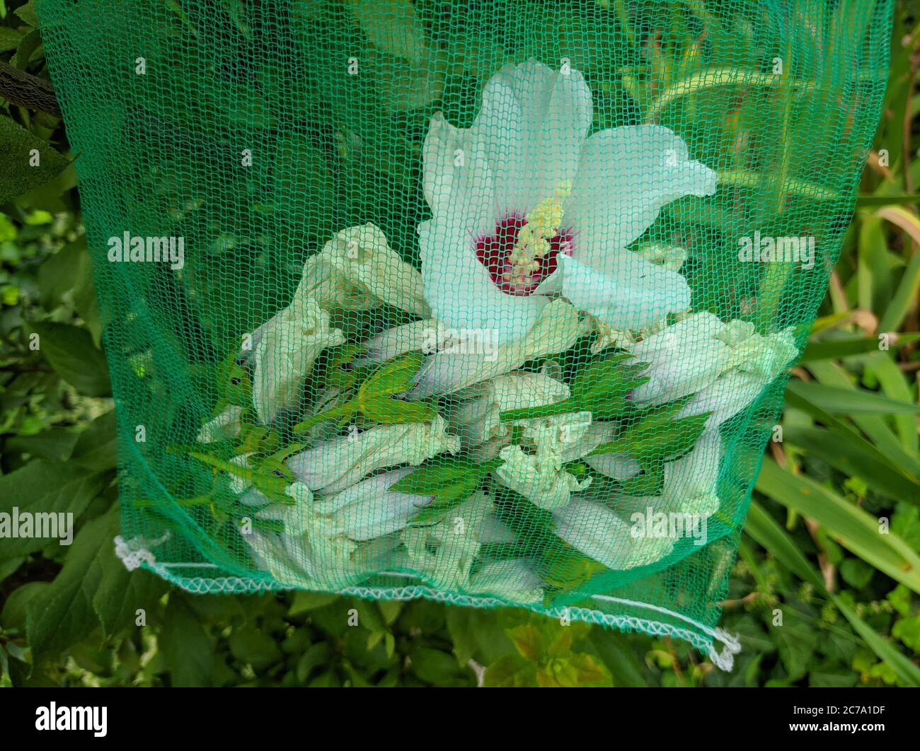 i fiori bianchi di ibisco sono essiccati in una griglia verde Foto Stock