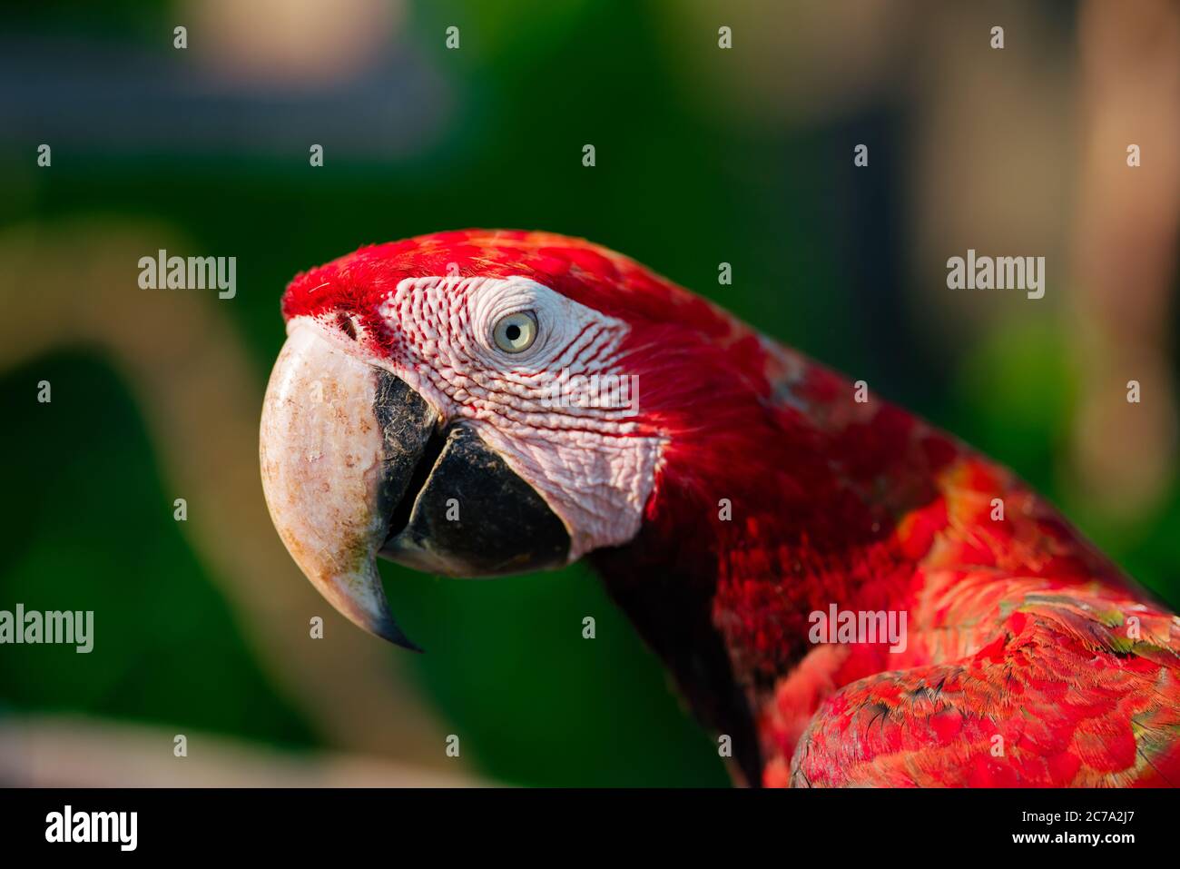 Primo piano ritratto di un grande pappagallo di macaw rosso con alata verde. Uccelli tropicali esotici Foto Stock