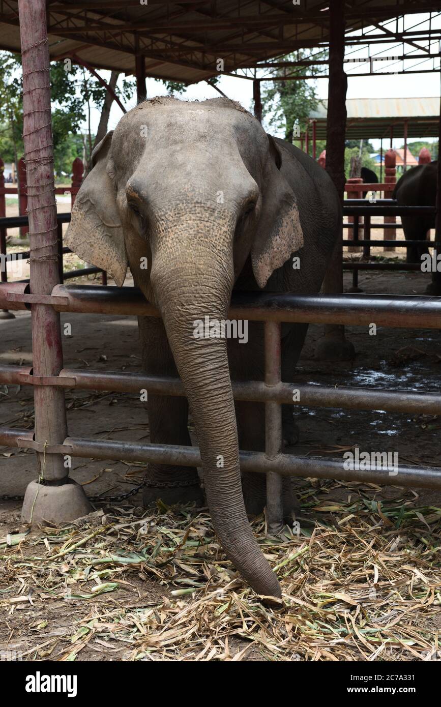 Elefante femmina prigioniero nel suo recinto a Royal Elephant Kraal, Ayutthaya, Thailandia Foto Stock