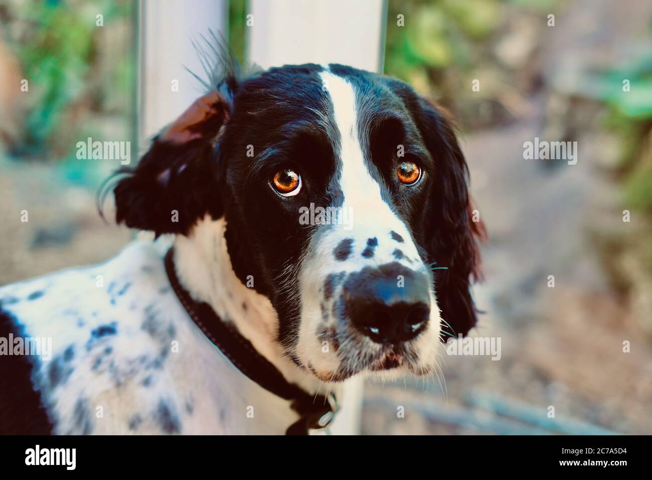 Occhi in bianco e nero con ritratto a forma di spatola Foto Stock