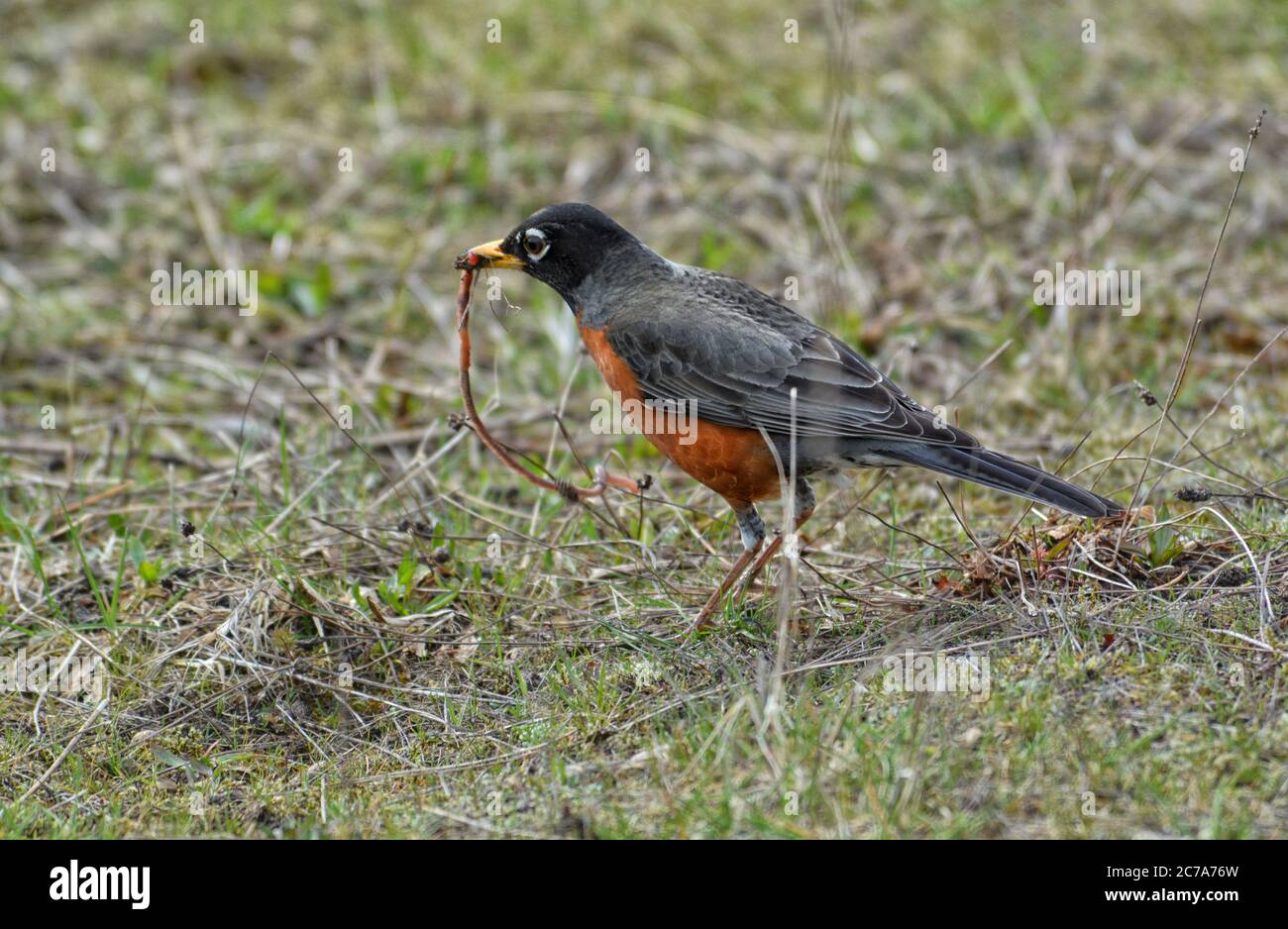 American Robin mangiare un verme a terra. Foto Stock