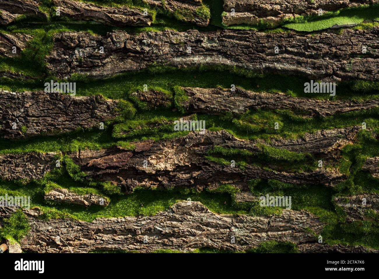 Muro di pietra o di roccia coperto da sfondo di muschio verde Foto Stock