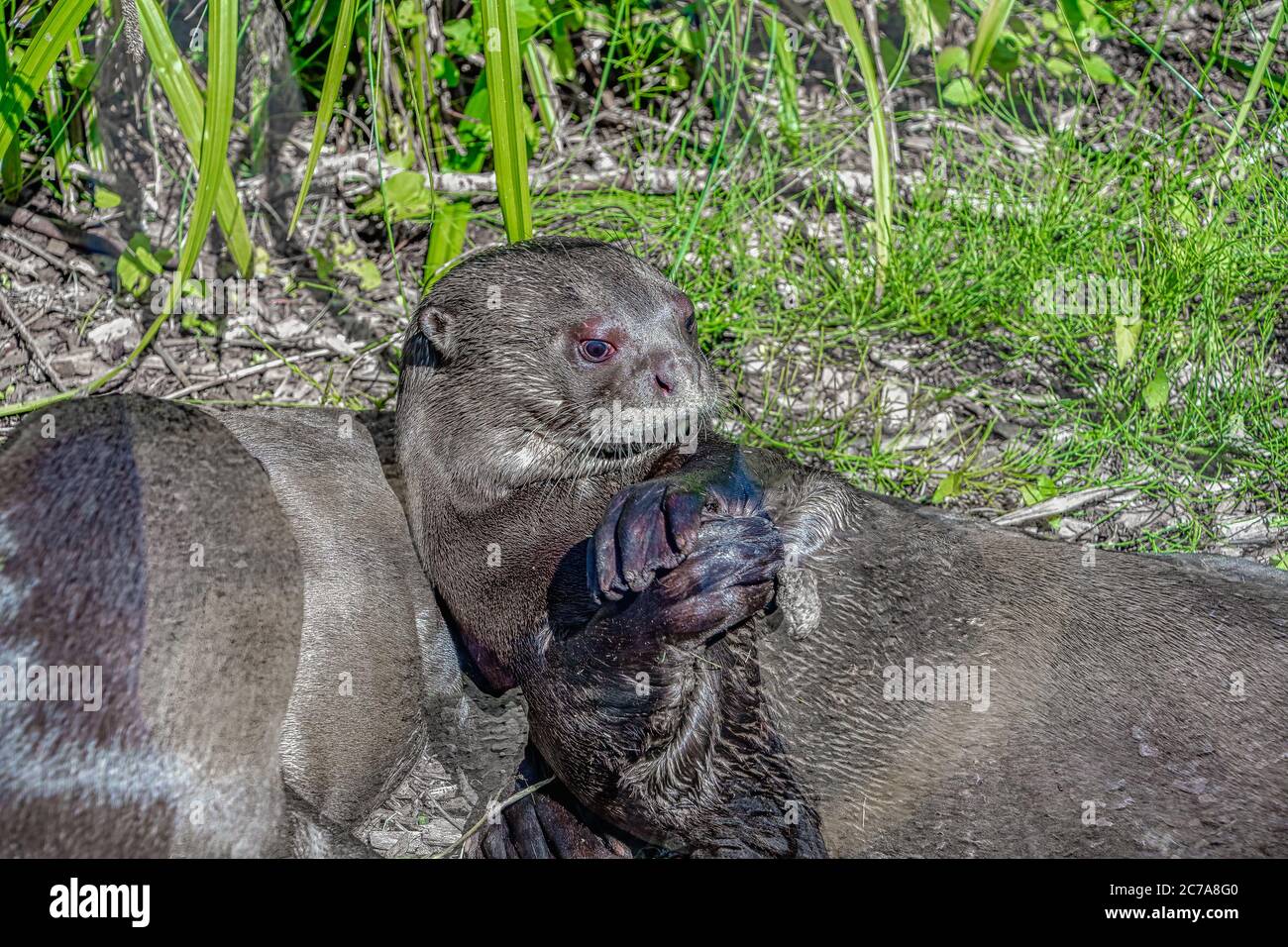 Gigantesco Otter che si crogiolava e giochava al sole Foto Stock