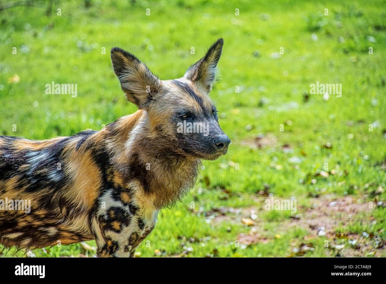 African Painted Dog: Nome scientifico: Lycaon pictus Foto Stock