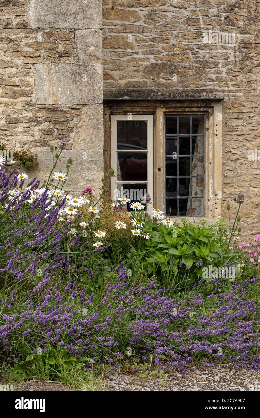 Lavanda e bue occhio margherite intorno alla finestra di un cottage in pietra nel villaggio di Lacock, Wiltshire, Inghilterra, Regno Unito Foto Stock