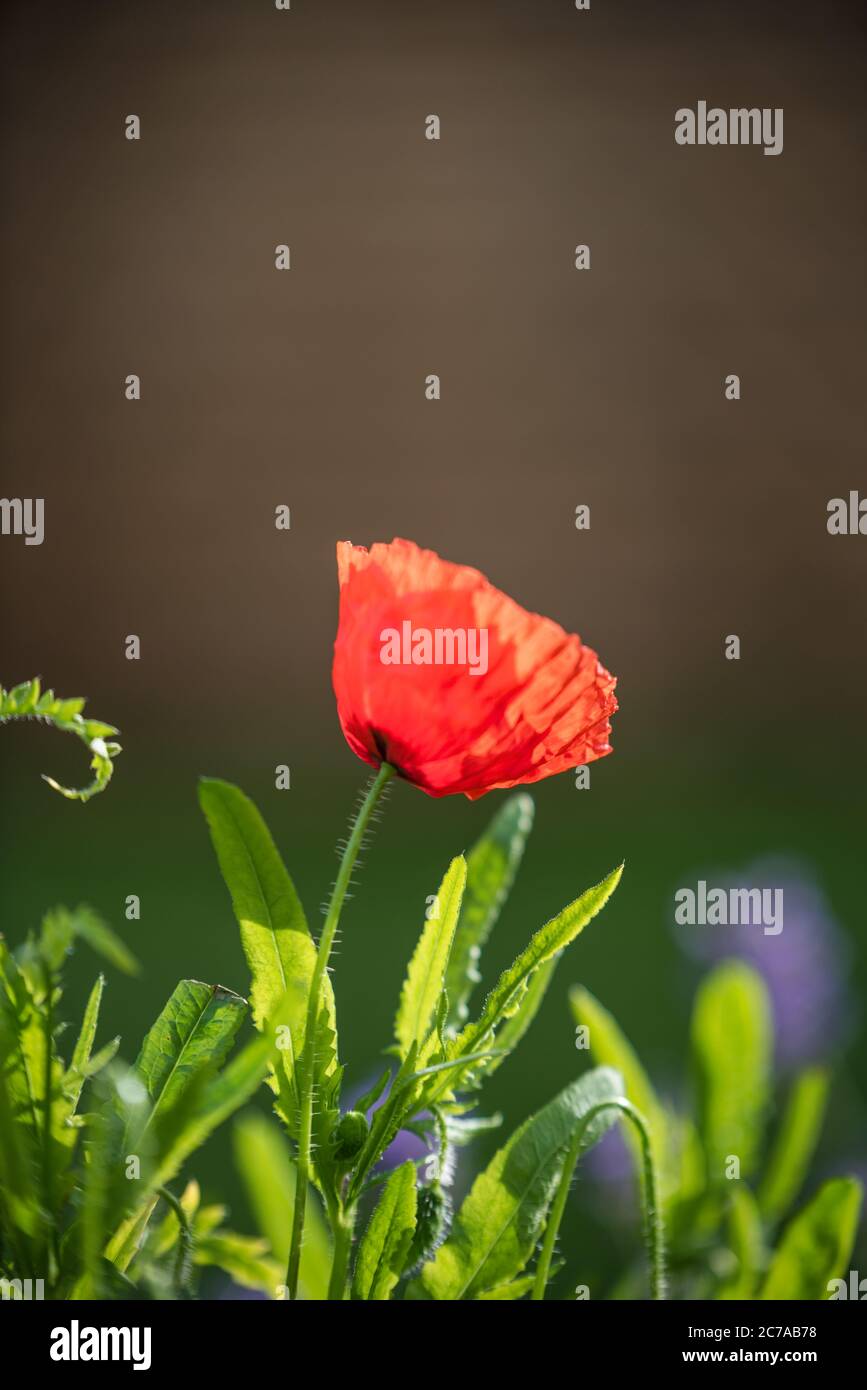 Fiore rosso papavero in fiore Foto Stock
