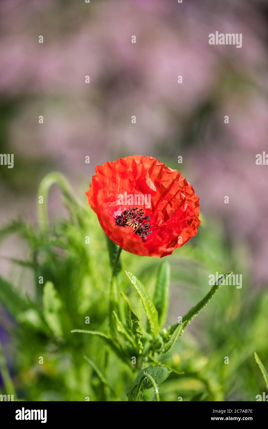Fiore rosso papavero in fiore Foto Stock