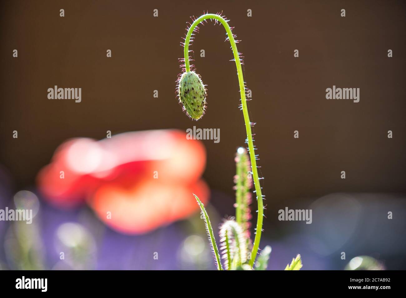 Il germoglio di un fiore di papavero prima che si sia aperto Foto Stock