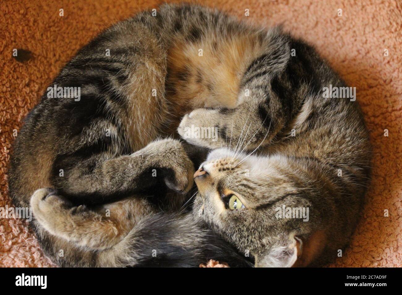 Un gatto è dentro e fuori da un pisolino pomeridiano, con il suo corpo arricciato e i piedi vicino alla sua bocca Foto Stock