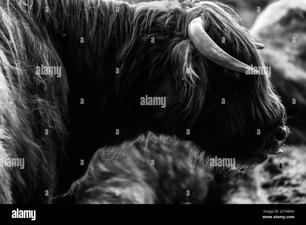 Bovini delle Highlands (Bos (primigenius) taurus) Foto Stock